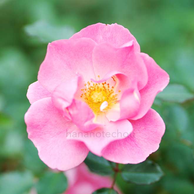 バラ ゾンマービント｜花の手帖の薔薇図鑑