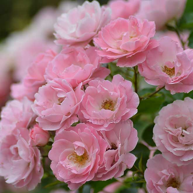 バラ ゾンマービント｜花の手帖の薔薇図鑑