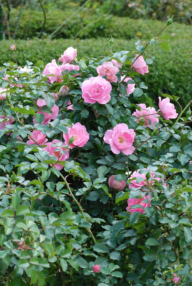 バラ ゾンマービント｜花の手帖の薔薇図鑑