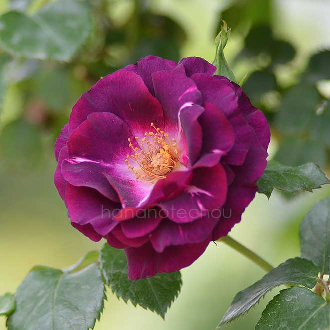 バラ ソニャドール｜花の手帖の薔薇図鑑