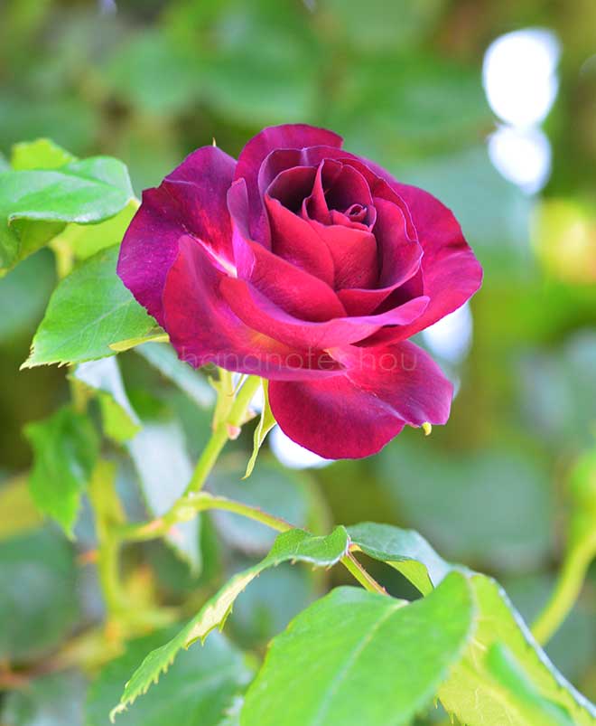 バラ ソニャドール｜花の手帖の薔薇図鑑