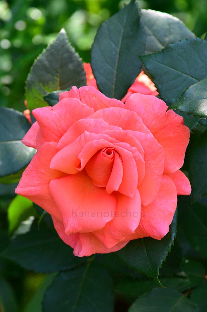 バラ ソング アンド ダンス
｜花の手帖の薔薇図鑑