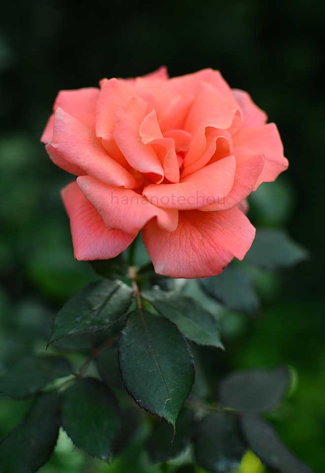 バラ ソング アンド ダンス
｜花の手帖の薔薇図鑑