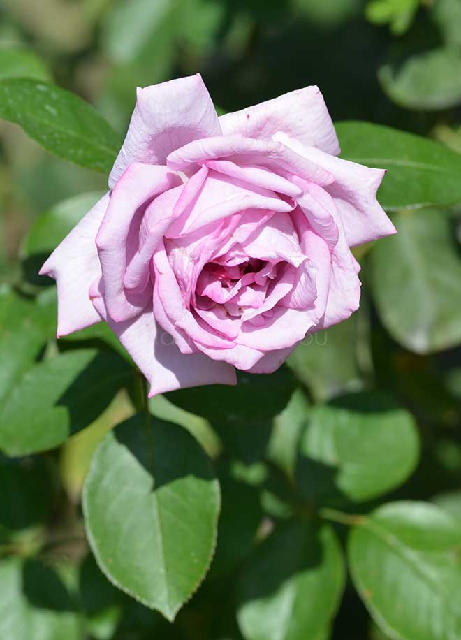 バラ ソング オブ パリ｜花の手帖の薔薇図鑑