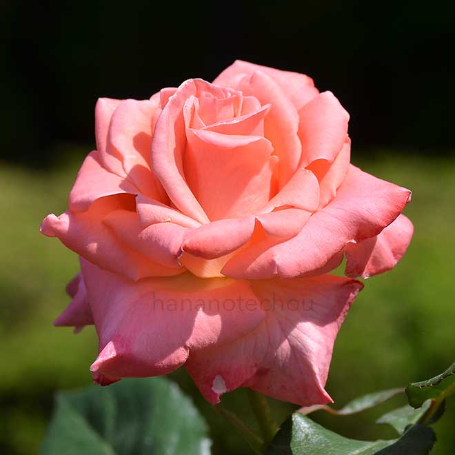 バラ ソニア｜花の手帖の薔薇図鑑