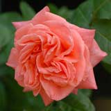 バラ つる ソニア｜花の手帖の薔薇図鑑