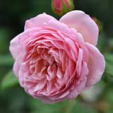 バラ ソニアリキエル｜花の手帖の薔薇図鑑