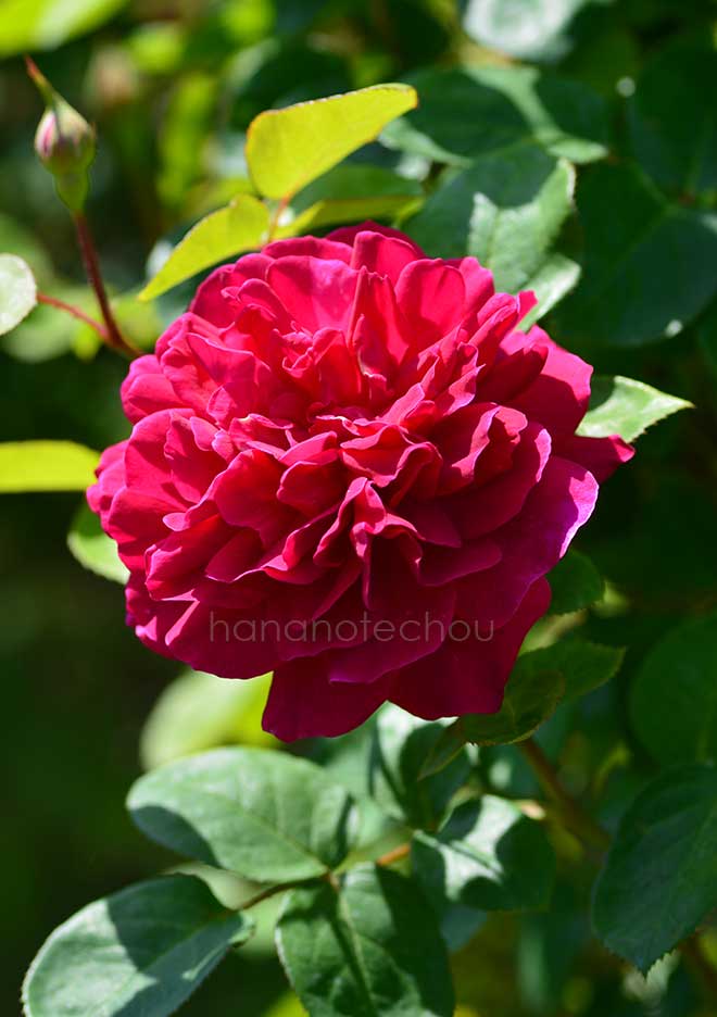 バラ ソフィーズ ローズ｜花の手帖の薔薇図鑑