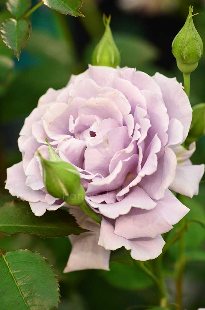 バラ 爽｜花の手帖の薔薇図鑑