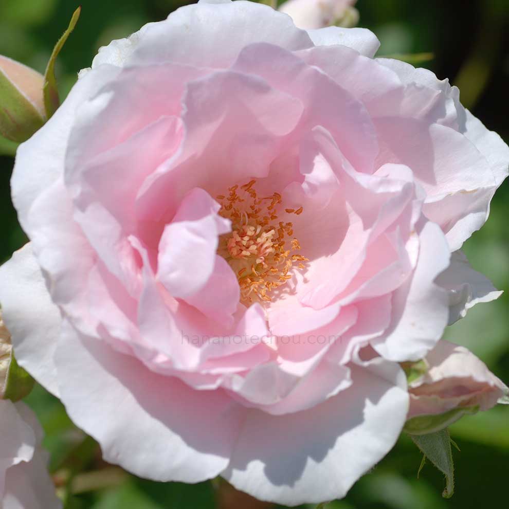 バラ 早春｜花の手帖の薔薇図鑑