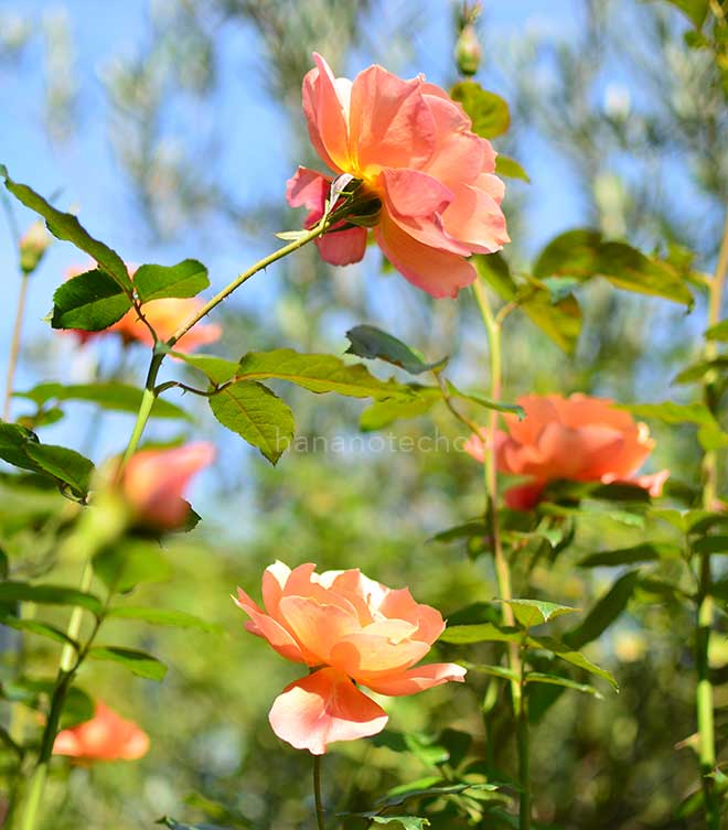 バラ サウサンプトン｜花の手帖の薔薇図鑑