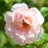 バラ サザン ホープ｜花の手帖の薔薇図鑑