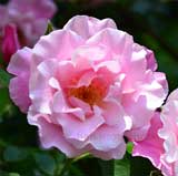 バラ スパニッシュビューティ｜花の手帖の薔薇図鑑