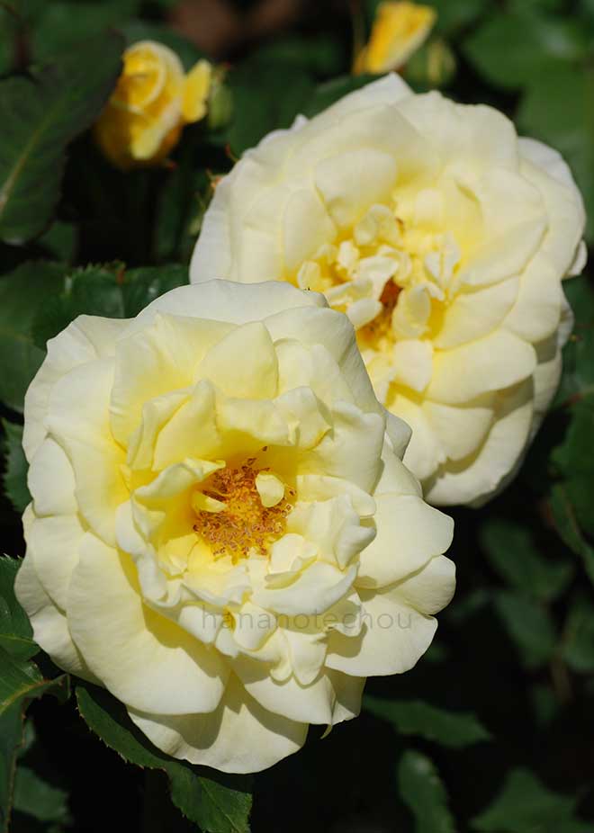 バラ スパニッシュ サン｜花の手帖の薔薇図鑑