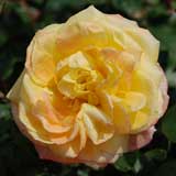 バラ スペクトラ｜花の手帖の薔薇図鑑