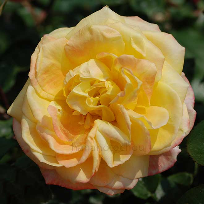 バラ スペクトラ｜花の手帖の薔薇図鑑