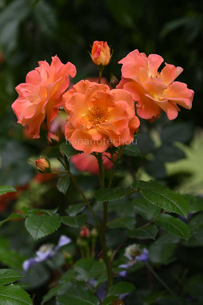 バラ スパイス ソー ナイス｜花の手帖の薔薇図鑑