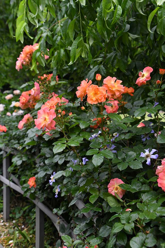 バラ スパイス ソー ナイス｜花の手帖の薔薇図鑑