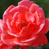 バラ スパイス トワイス｜花の手帖の薔薇図鑑