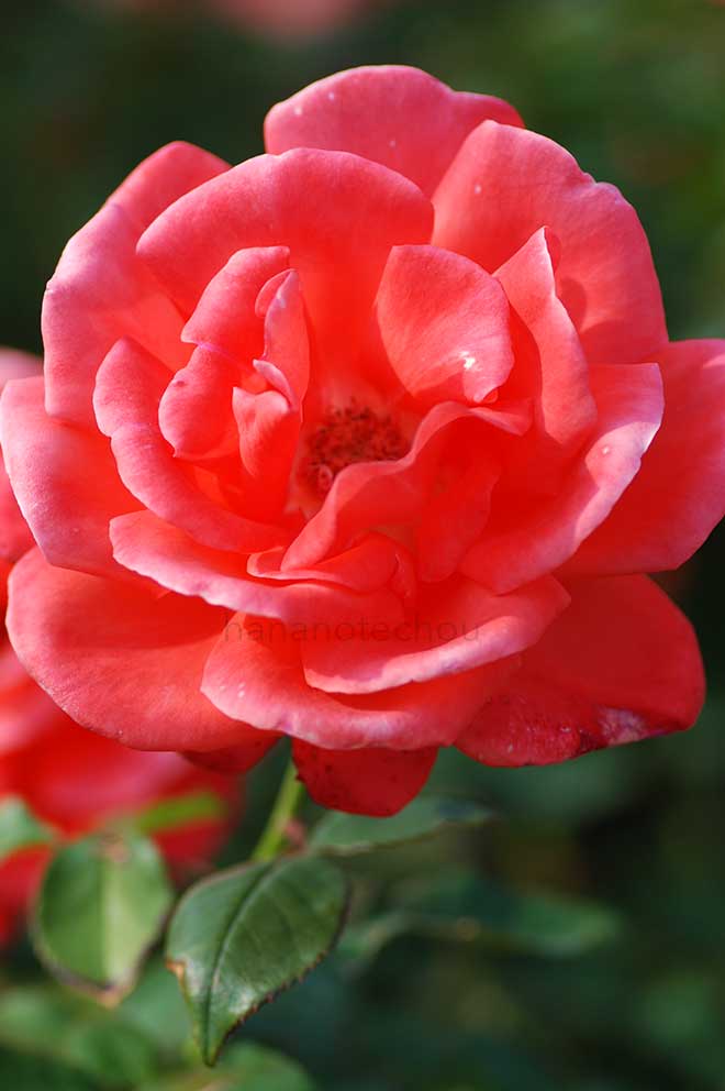 バラ スパイス トワイス｜花の手帖の薔薇図鑑