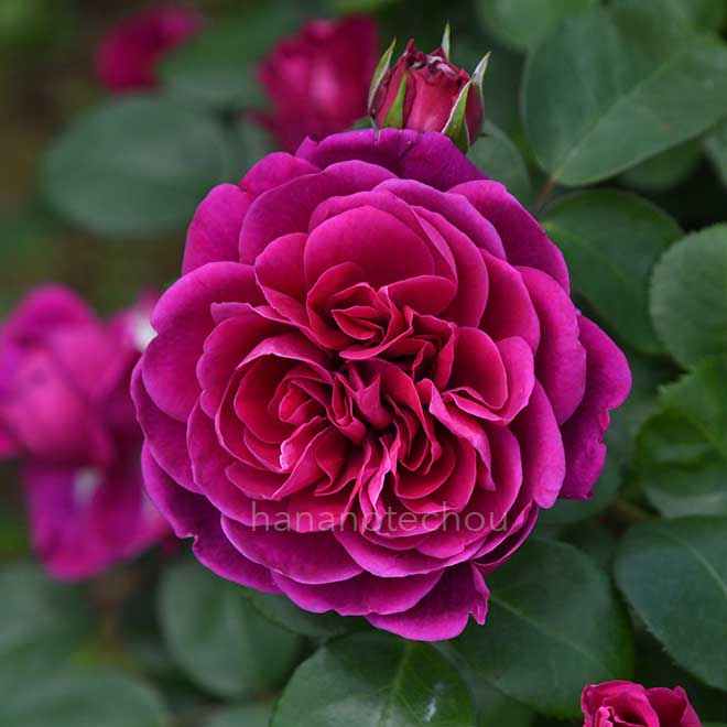 バラ スピネル｜花の手帖の薔薇図鑑