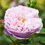 バラ スピリット オブ フリーダム｜花の手帖の薔薇図鑑