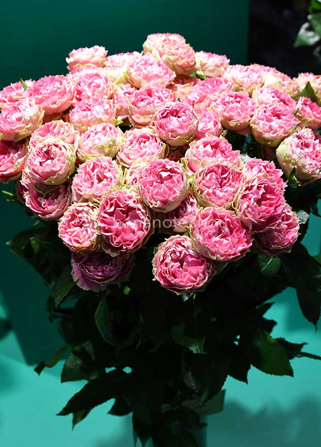 バラ スプラッシュセンセーション｜花の手帖の薔薇図鑑