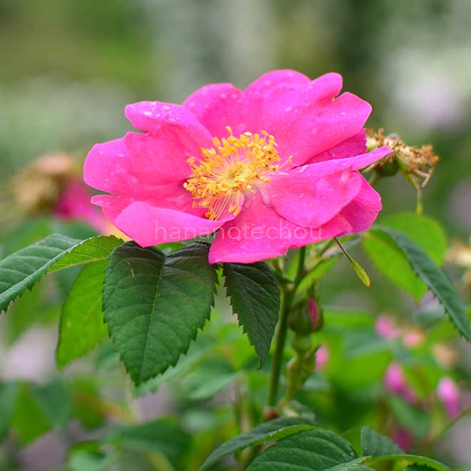 バラ スプレンデンス｜花の手帖の薔薇図鑑