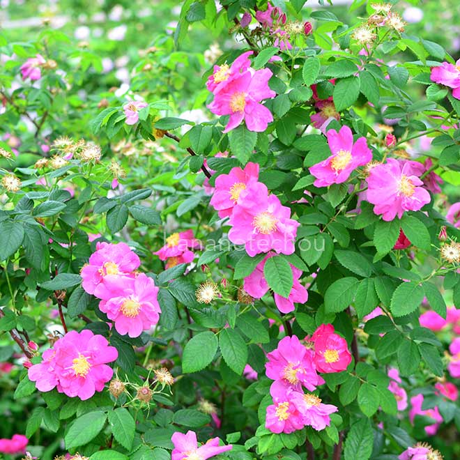 バラ スプレンデンス｜花の手帖の薔薇図鑑