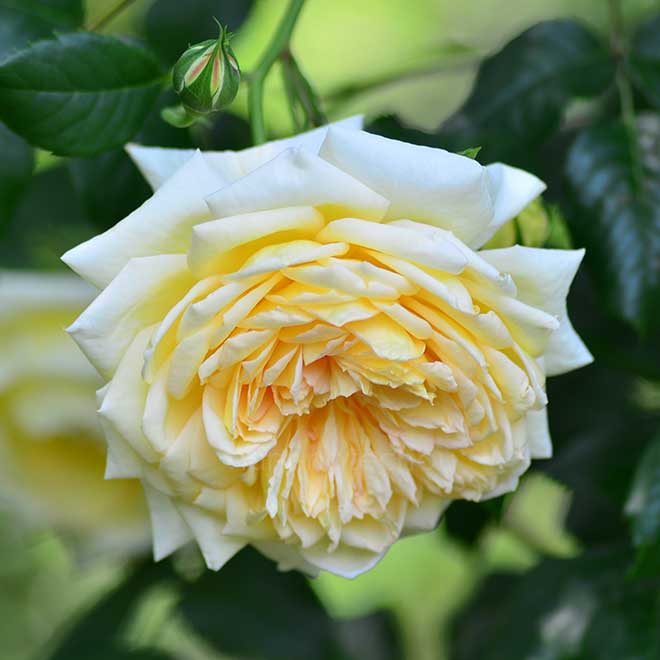 バラ セント オルバン｜花の手帖の薔薇図鑑