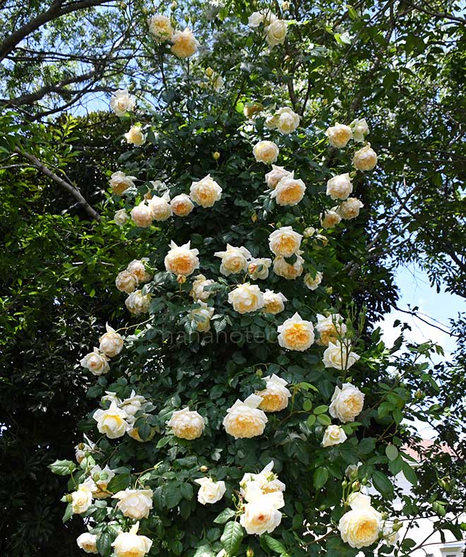 バラ セント オルバン｜花の手帖の薔薇図鑑