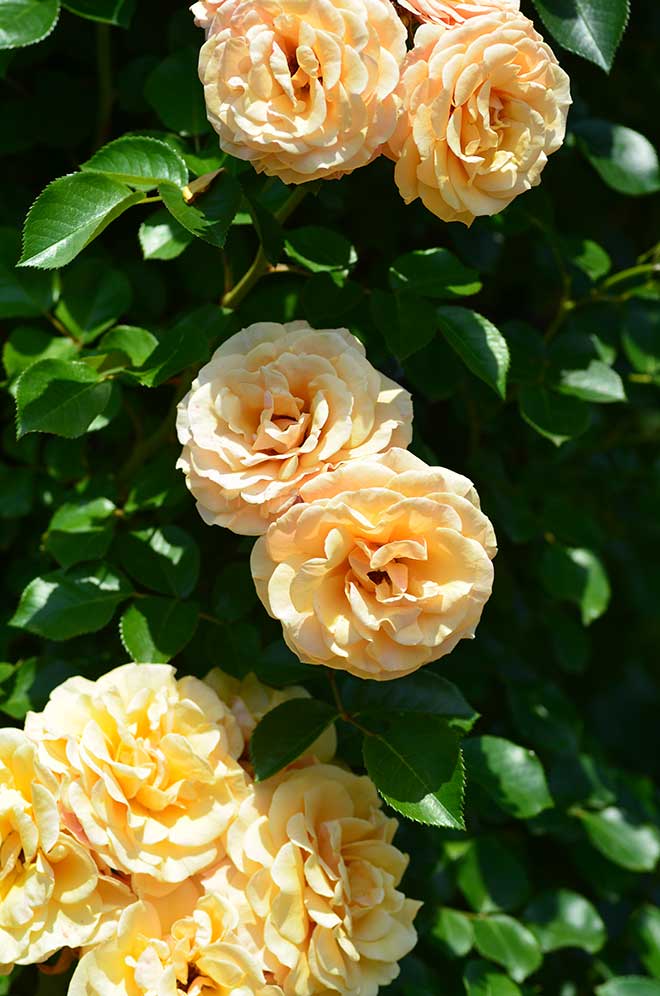 バラ スターチェイサー｜花の手帖の薔薇図鑑