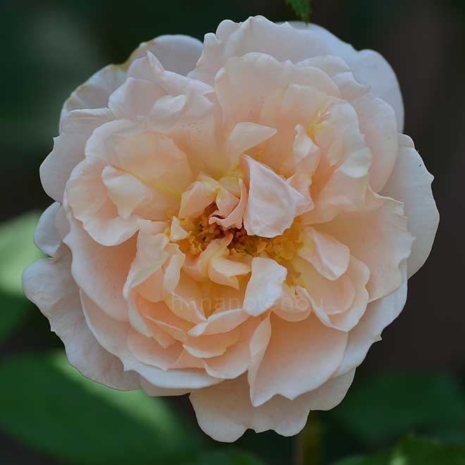 バラ スターリィ ヘブンズ｜花の手帖の薔薇図鑑