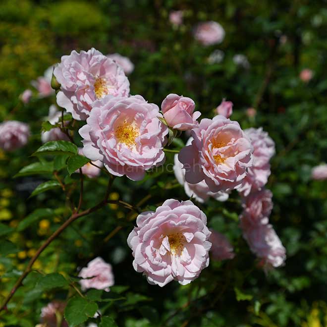バラ スターリィ ヘブンズ｜花の手帖の薔薇図鑑