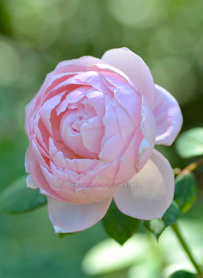 バラ セント セシリア｜花の手帖の薔薇図鑑