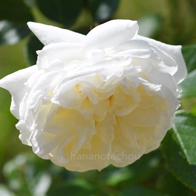 バラ ｜花の手帖の薔薇図鑑