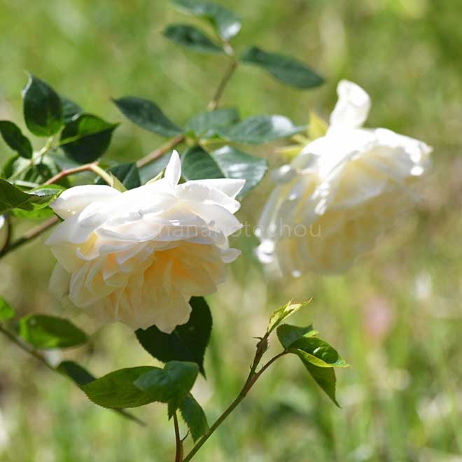 バラ ｜花の手帖の薔薇図鑑