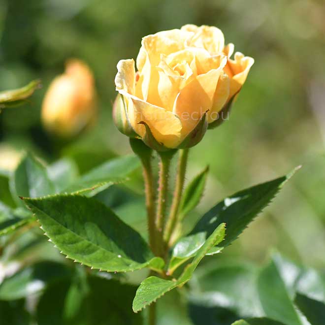 バラ ｜花の手帖の薔薇図鑑