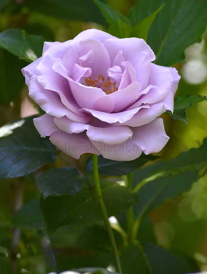 バラ スターリング シルバー｜花の手帖の薔薇図鑑