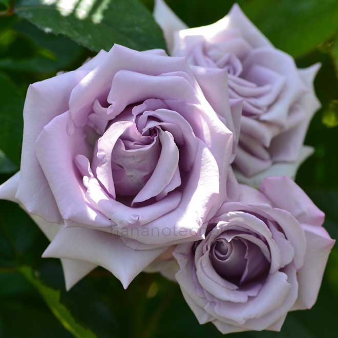 バラ スターリング シルバー｜花の手帖の薔薇図鑑