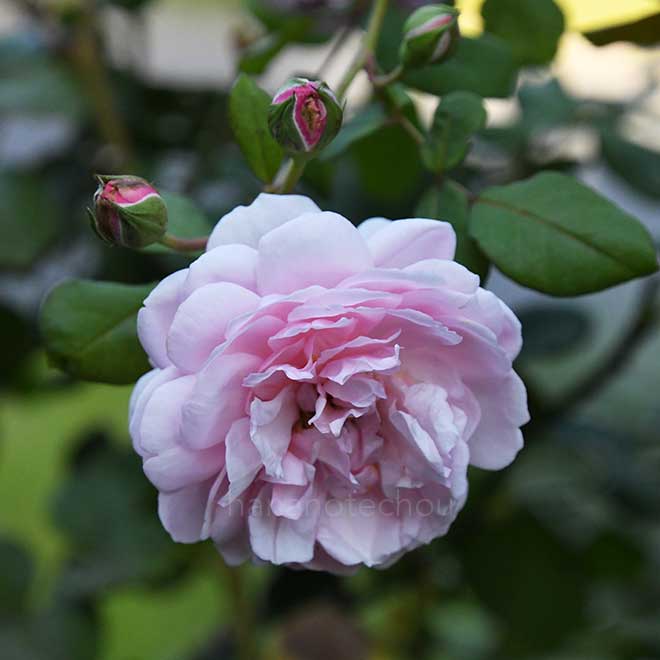 バラ セントエセルブルガ｜花の手帖の薔薇図鑑
