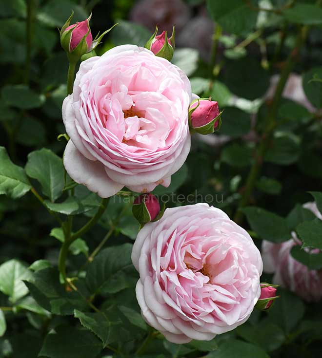 バラ セントエセルブルガ｜花の手帖の薔薇図鑑