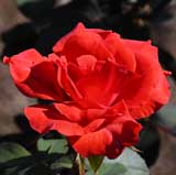 バラ ストロベリー クラッシュ｜花の手帖の薔薇図鑑