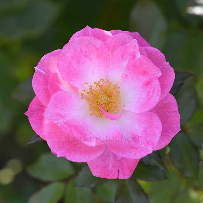 バラ ストロベリー ダイキリ｜花の手帖の薔薇図鑑