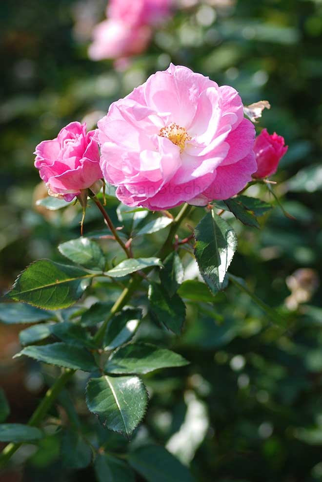 バラ ストロベリー ダイキリ｜花の手帖の薔薇図鑑