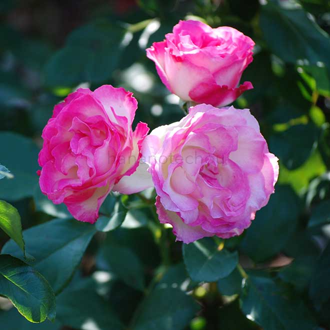 バラ ストロベリー アイス｜花の手帖の薔薇図鑑