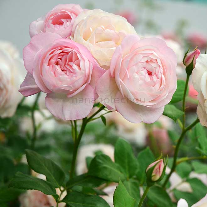 バラ ストロベリー マカロン｜花の手帖の薔薇図鑑