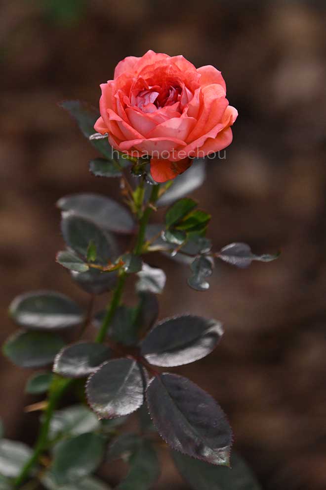 バラ ストロベリー ミスト｜花の手帖の薔薇図鑑