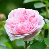 バラ セント スウィザン｜花の手帖の薔薇図鑑