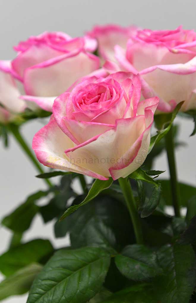 バラ シュガー ボム！｜花の手帖の薔薇図鑑